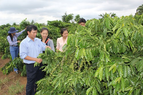 Developing coffee zones in Dak Lak province  - ảnh 2